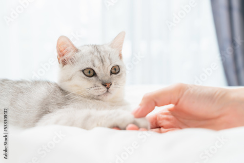 Small Scottish fold kitten lying down on white bed of relaxing with woman hand touch head in home.