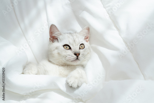 Small Scottish kitten lying down on white bed of relaxing and cozy wellbeing in home. © sitthiphong