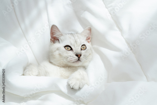 Small Scottish kitten lying down on white bed of relaxing and cozy wellbeing in home.