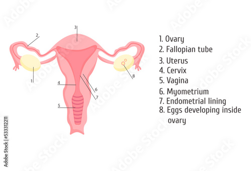 Female genital organs. Infographics, vector illustration