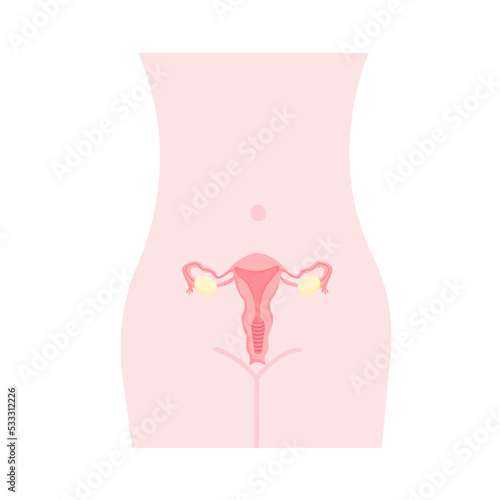 Female genital organs. Female body, vector illustration