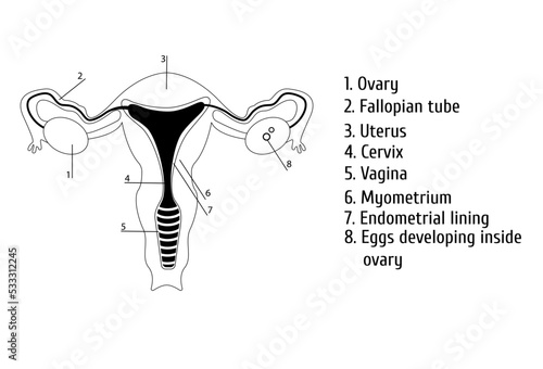 Female genitals outline. Infographics, vector illustration
