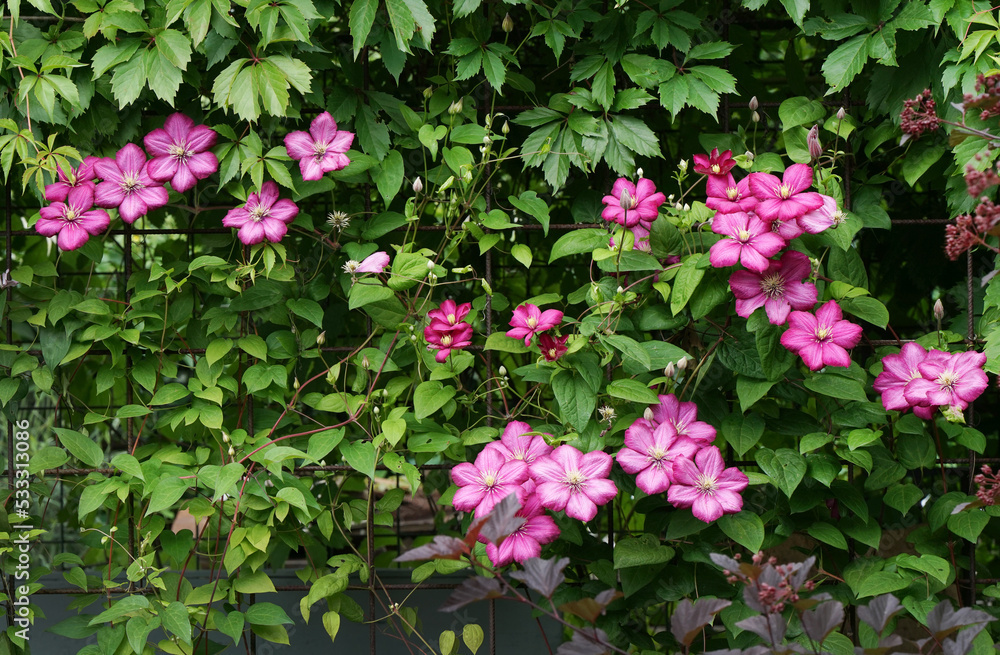 Pink clematis. Green hedge and fence
