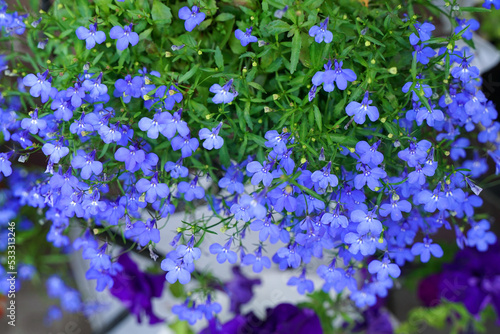 Blue lobelia flowers close up