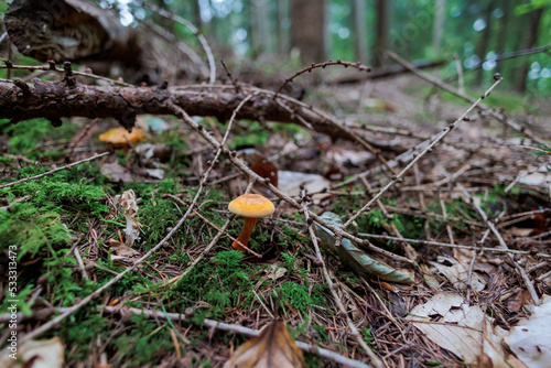 colorful mushrooms on the mossy forest floor