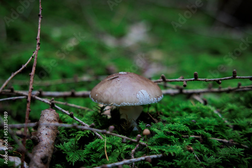 colorful mushrooms on the mossy forest floor