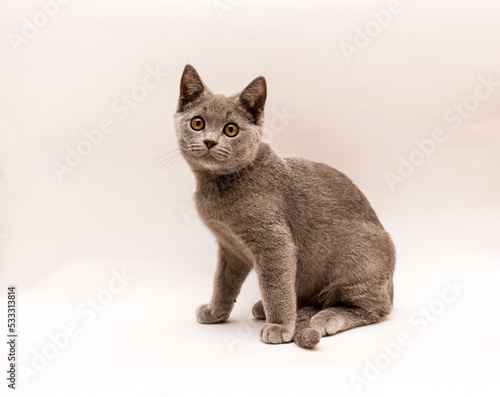 gray kitten 6 months old looking at the camera
