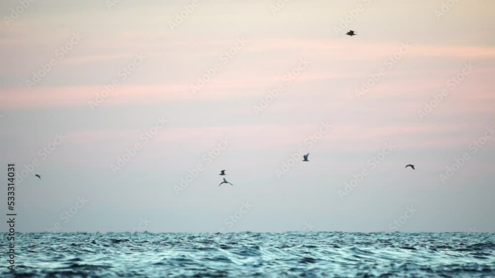 A flock of seagulls fly and fish in the sea. Warm sunset sky over the ocean, sun glare. Silhouettes of seagulls flying in slow motion away from the camera with the sea in the background at sunset. A flock of seagulls fly and fish in the sea. Warm sunset sky over the ocean, sun glare. Silhouettes of seagulls flying in slow motion away from the camera with the sea in the background at sunset.