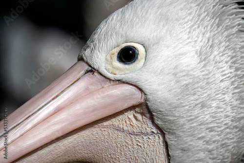 Australian Pelican (Pelecanus conspicillatus)