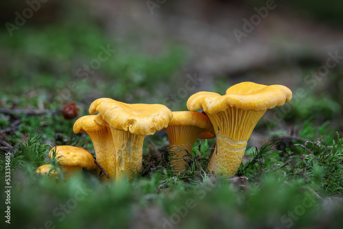 Group of edible and tasty mushrooms known as girolle