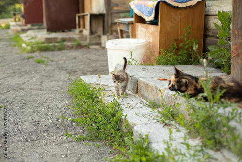 Kitten in countryside. Kitten and cat. Details of life in yard.