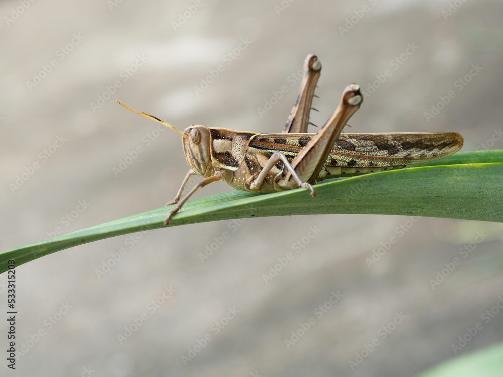 Fototapeta premium Brown Grasshopper, Bombay Locust on green leaf tree with gray background, Thailand