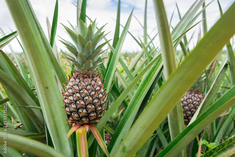 Pineapple plant field, Pineapple tropical fruit growing in garden Pineapple plant field, Pineapple tropical fruit growing in garden