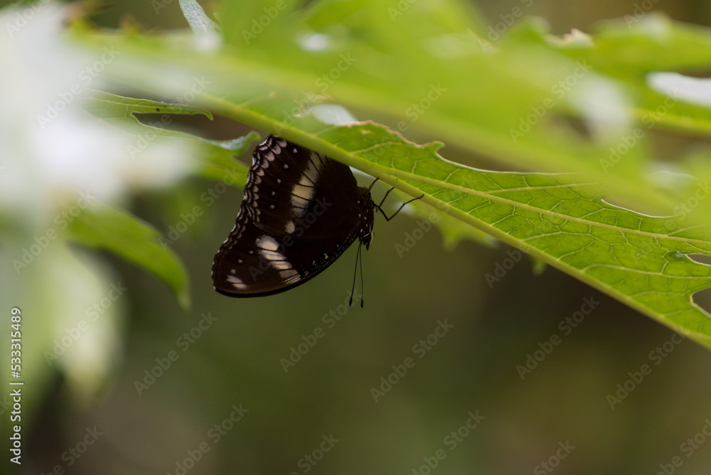 Great Eggfly (Hypolimnas Bolina)