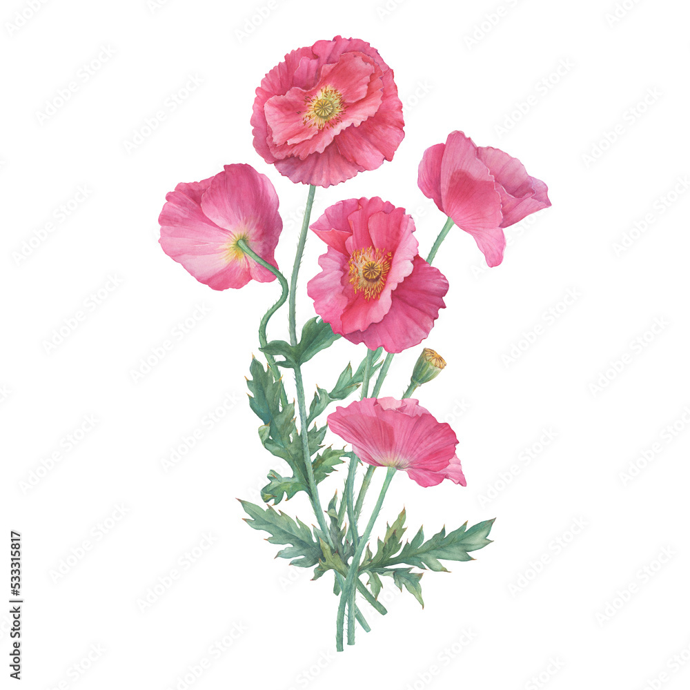 Bouquet with pink Shirley poppies flower with leaves (Papaver rhoeas). Floral botanical greeting card. Hand drawn watercolor painting illustration isolated on white background. Bouquet with pink Shirley poppies flower with leaves (Papaver rhoeas). Floral botanical greeting card. Hand drawn watercolor painting illustration isolated on white background.
