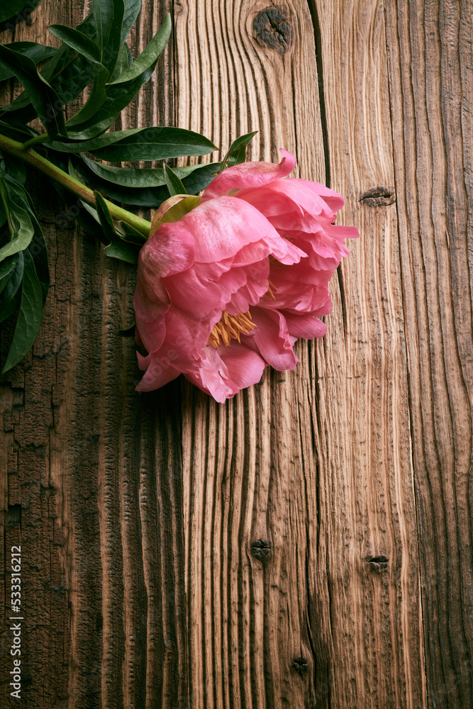 Peony flower on vintage wooden background