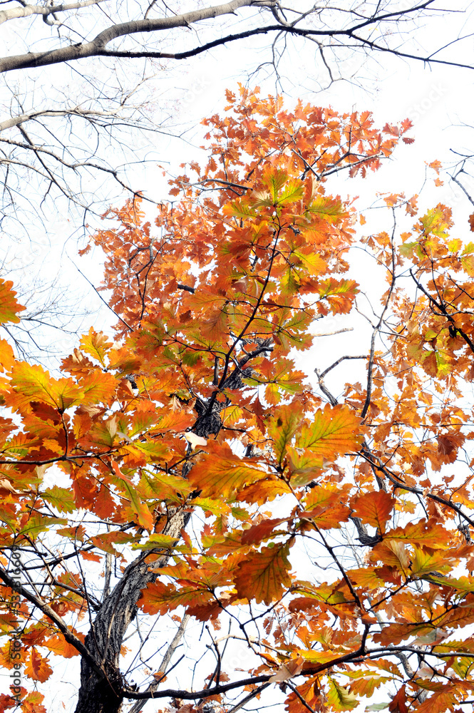 Colorful forest park in autumn