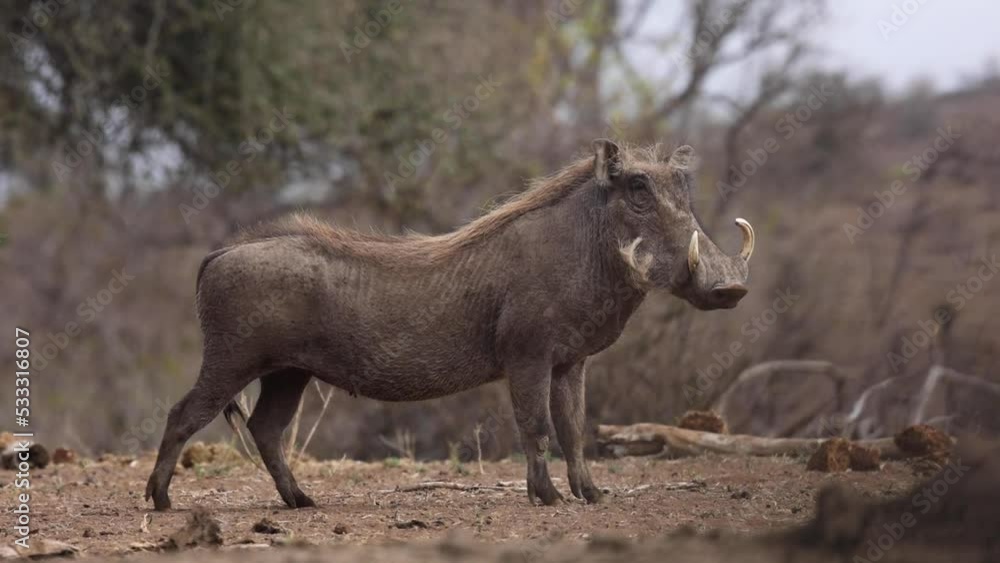 Static clip of two warthogs in Mashatu Game Reserve, Botswana. Static clip of two warthogs in Mashatu Game Reserve, Botswana.