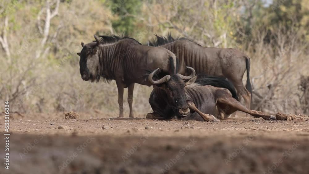 Blue wildebeest dust bathing in Mashatu Game Reserve, Botswana. Blue wildebeest dust bathing in Mashatu Game Reserve, Botswana.