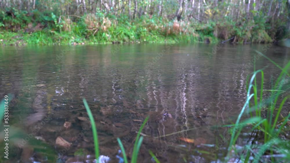 Crystal clear water of shallow forest river. Treeline reflects on surface Crystal clear water of shallow forest river. Treeline reflects on surface