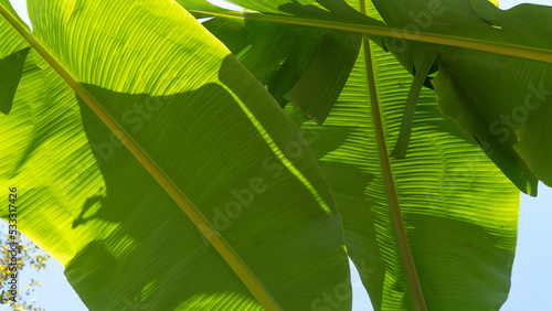 Large green banana leaves against the sky, background