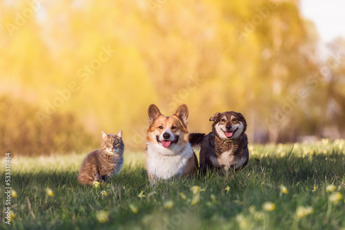 Wall Mural two cute friends a dog and a cat are sitting on a summer sunny meadow