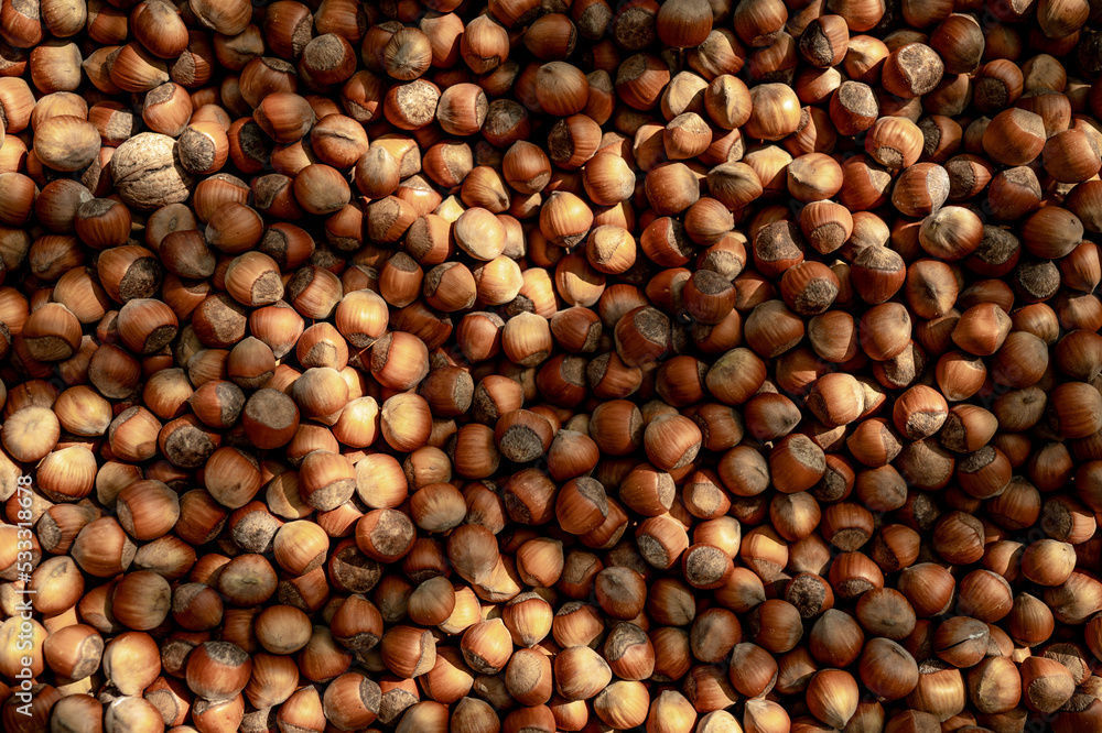 Photo of a hazelnut. Hazelnut background. Texture of nuts Photo of a hazelnut. Hazelnut background. Texture of nuts
