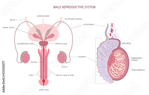 Anatomy detailed chart of man reproductive system and testicle histology.