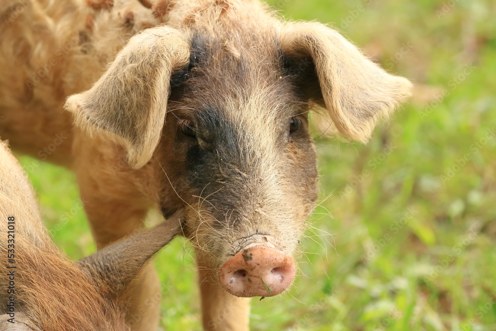 Fototapeta premium Cute pig face. Funny animal portrait.
