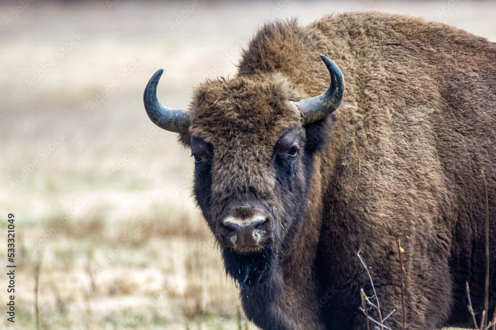 Żubr - Puszcza Białowieska