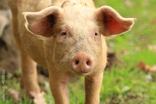 Принти на полотні Cute pig face. Funny animal portrait.