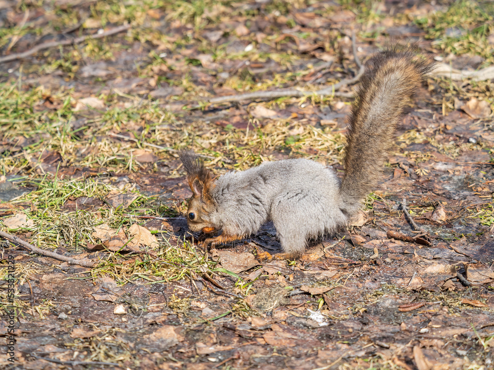 Fototapeta premium Squirrel in autumn or spring hides nuts on the green grass with fallen yellow leaves