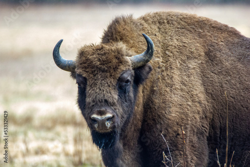 Żubr - Puszcza Białowieska