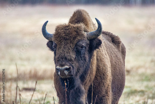 Żubr - Puszcza Białowieska