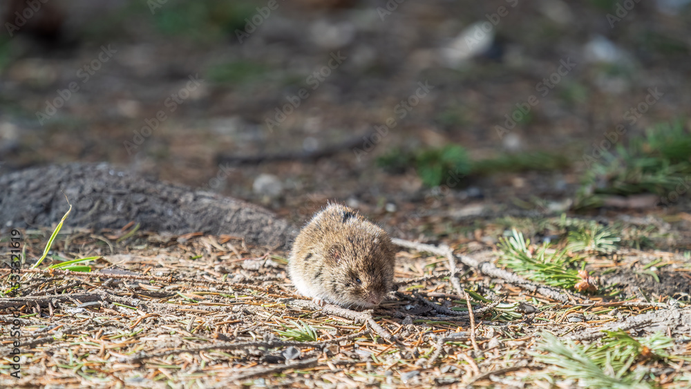 A closeup of a Common vole, Microtus arvalis, on the ground with a blurry background A closeup of a Common vole, Microtus arvalis, on the ground with a blurry background
