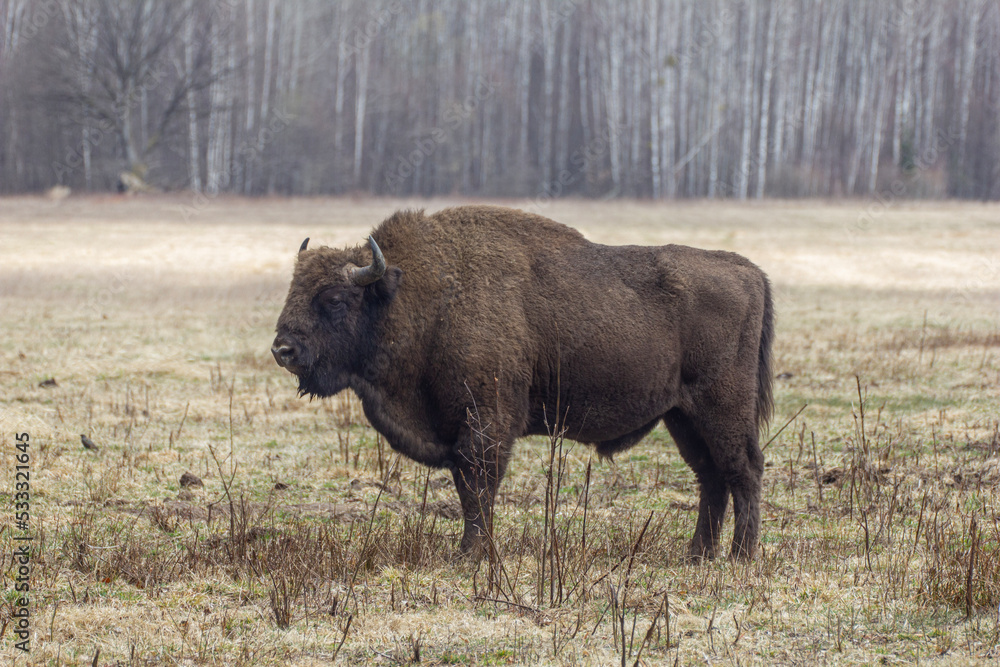 Żubr - Puszcza Białowieska Żubr - Puszcza Białowieska