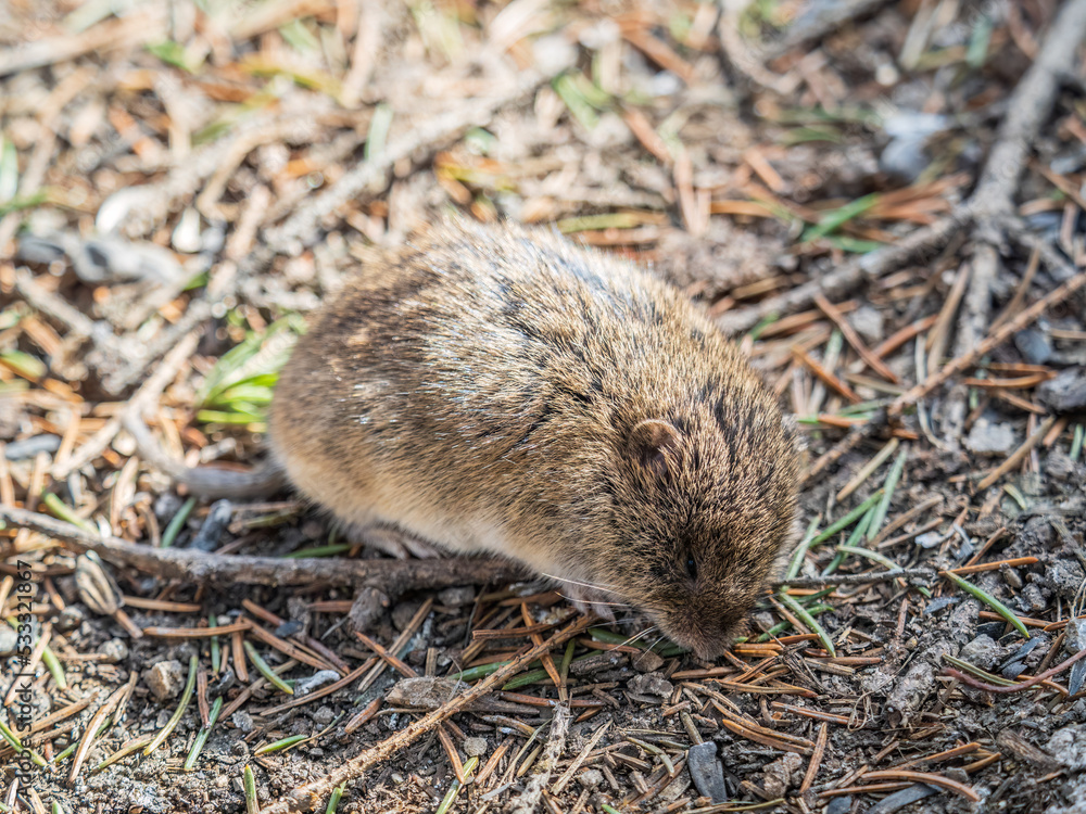 A closeup of a Common vole, Microtus arvalis, on the ground with a blurry background