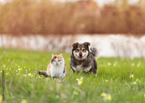 friends a dog and a fluffy cat walk on the green grass in a sunny spring meadow