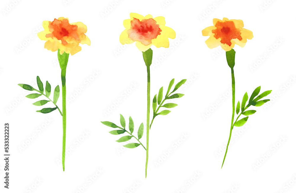 Marigold.Abstract flowers.Hand drawn Illustration in watercolor isolated on a white background