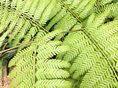 Natural green fern leaf. Closeup