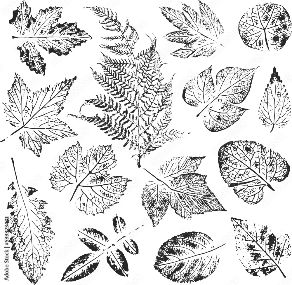 Isolated black stamps of herbs, leaves of tree and bush on white background. Leaf ink print. Set of plant imprint. Print of fern.