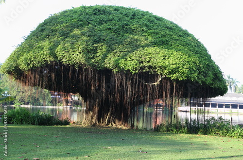 banyan tree in the garden