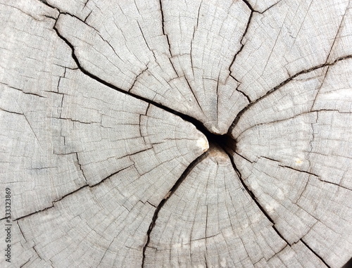 Old tree stump texture background