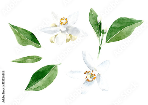 Hand drawn leaves and white orange tree flowers isolated on transparent background. Citrus aurantium L. Herbal medicine and aroma therapy.