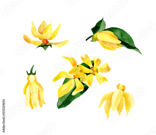 Hand drawn ylang-ylang yellow flowers and leaves isolated on transparent background. Cananga odorata. Herbal medicine and aroma therapy.