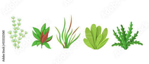 Set of aquarium underwater plants on white background