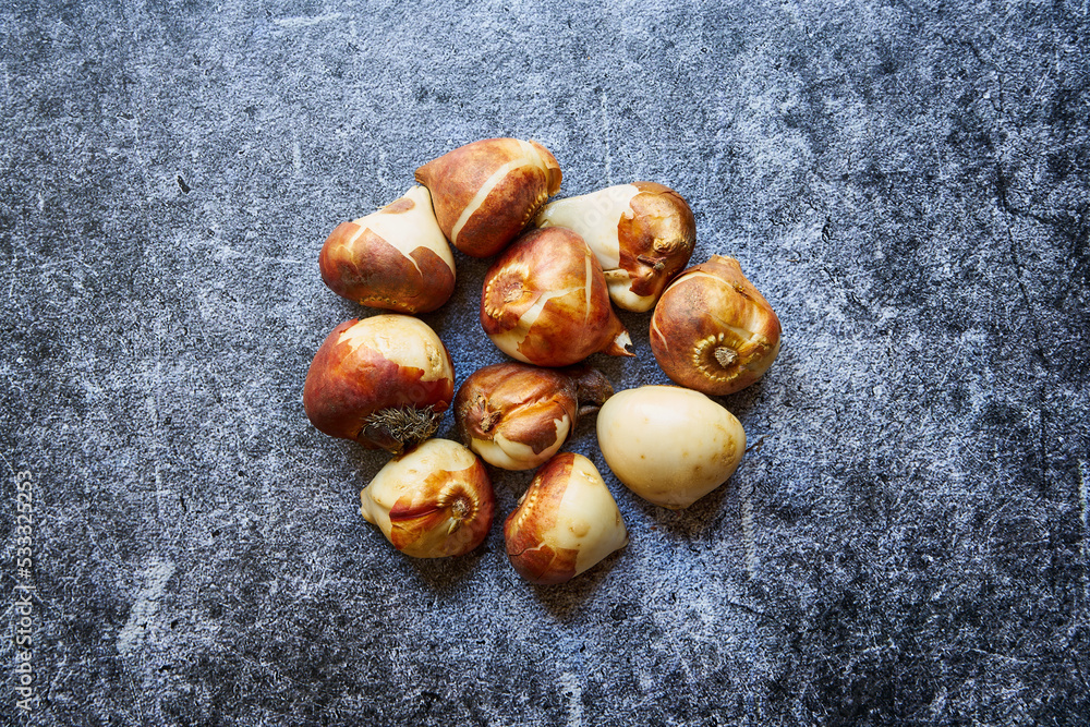 Naklejka premium cebule tulipana 