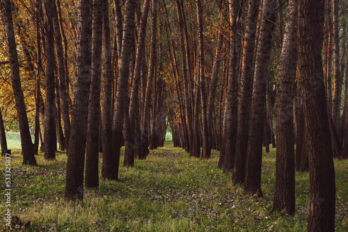 Fototapeta Naklejka Na Ścianę i Meble -  Photo of a beautiful forest of poplar trees in Romania, Europe