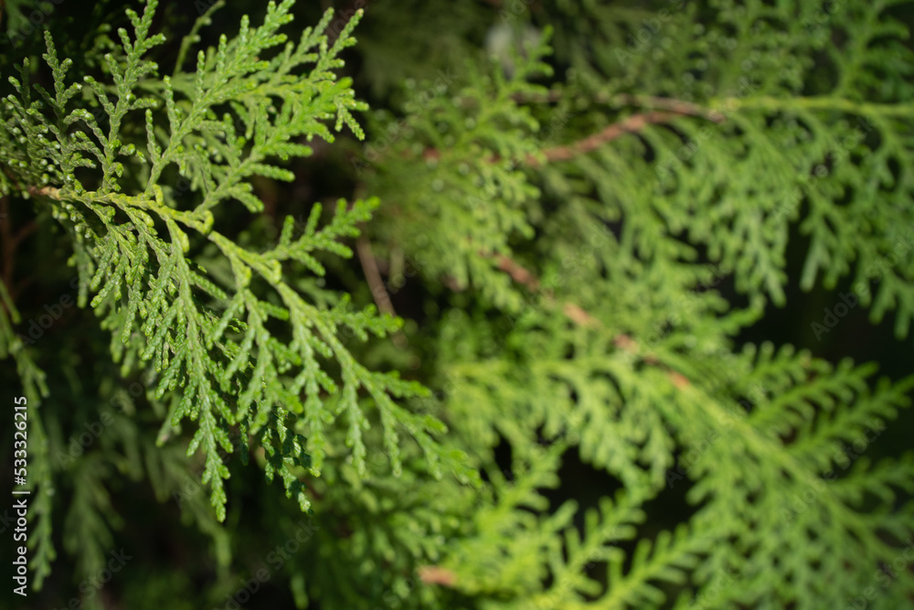 Plant background, leaves of coniferous thuja tree, scaly leaves in the form of a herringbone Plant background, leaves of coniferous thuja tree, scaly leaves in the form of a herringbone