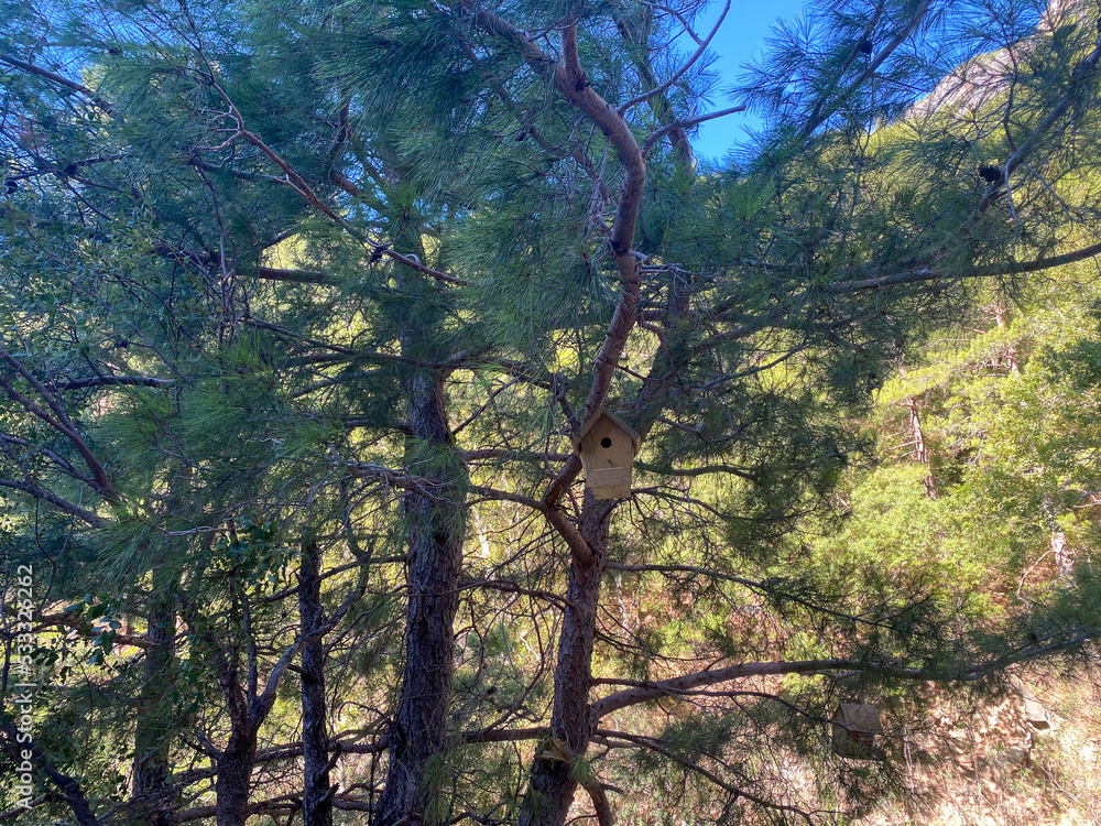 Birdhouse for birds on a pine tree Birdhouse for birds on a pine tree